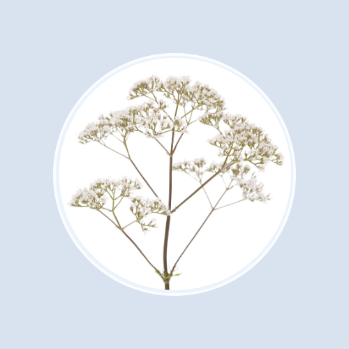 Valerian Extract