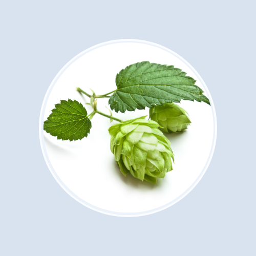 Hops Extract