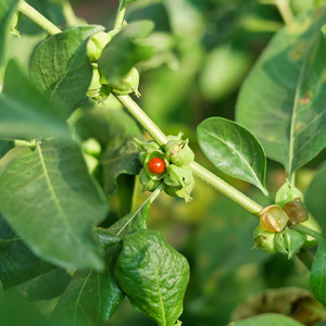 AshwaCalm™ Ashwagandha