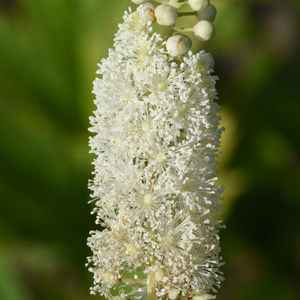 CohoshMax™ Black Cohosh