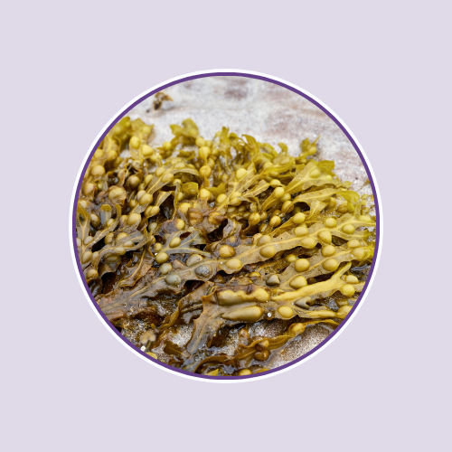 Bladderwrack