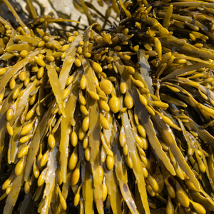 Bladderwrack