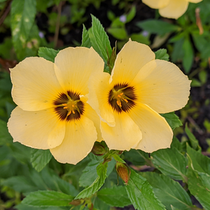 Damiana 