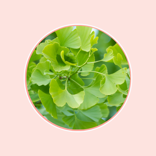 Ginkgo Biloba