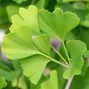 Ginkgo Biloba
