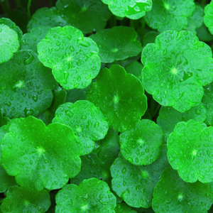 Gotu-Kola 