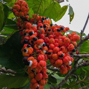 GuaranaMax™ Guarana