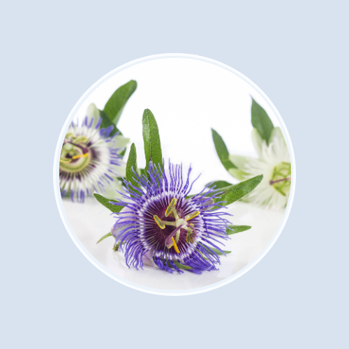 Passion Flower