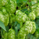 Hops Extract