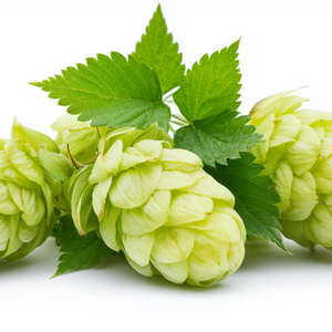 Hops