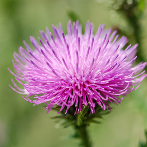 Milk Thistle 