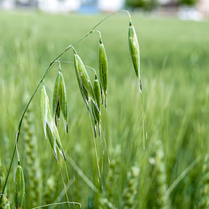 Oat Seed