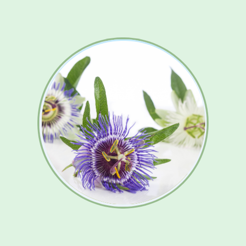 Passion Flower