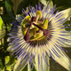 Passion Flower