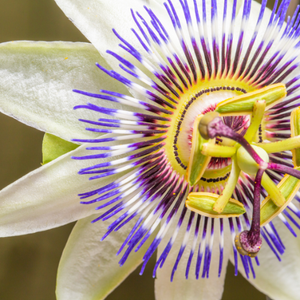 Passion Flower