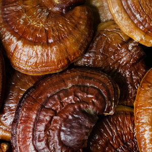 Reishi Mushroom 