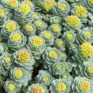 Rhodiola Rosea 