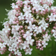 Valerian