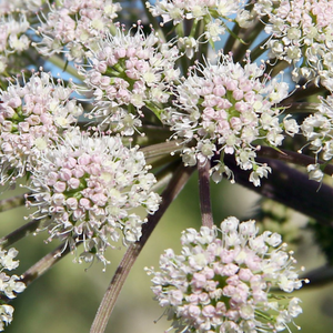 Valerian