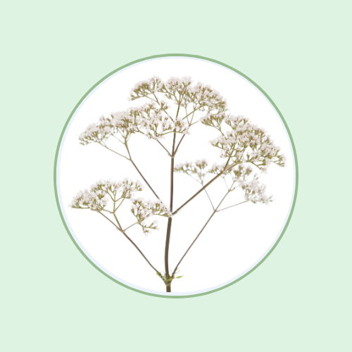 Valerian Extract